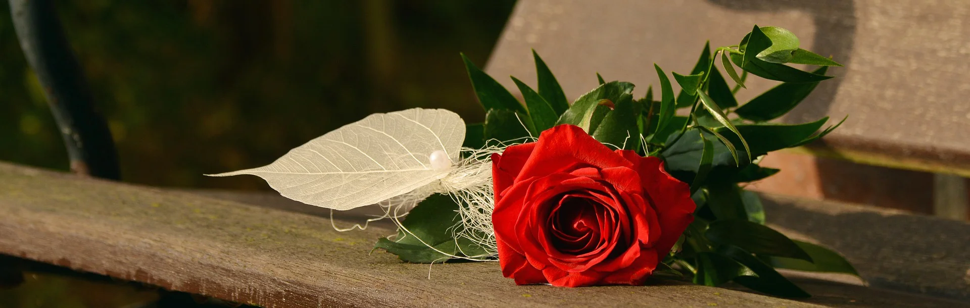 rose on a bench